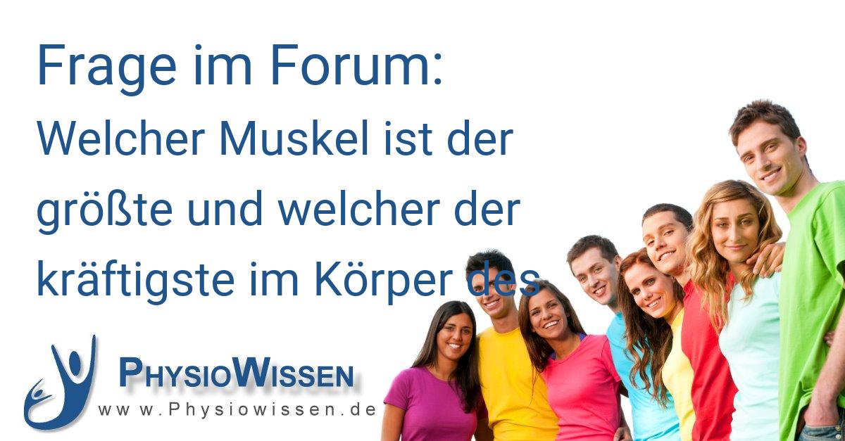 Welcher Muskel ist der größte und welcher der kräftigste im Körper des