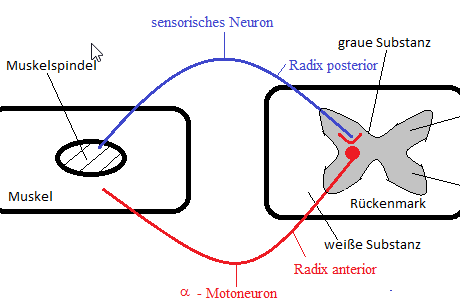 Mehr Informationen zu "Reflexbogen - monosynaptisch"