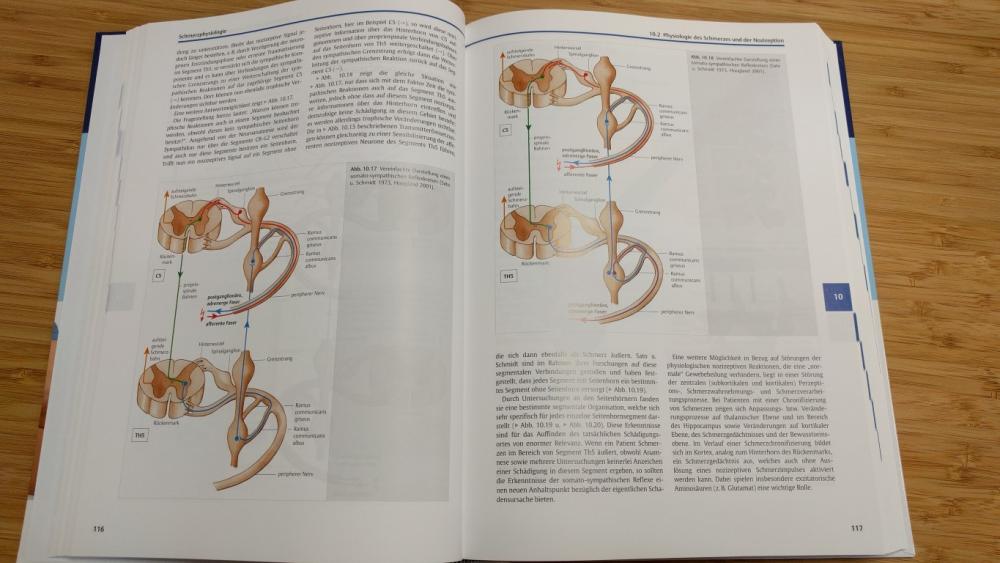 schmerzphysiologie.jpg