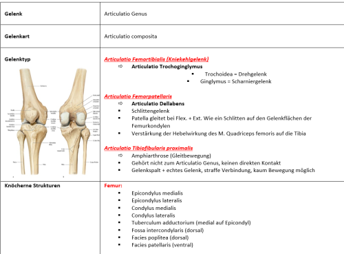 Mehr Informationen zu "Kniegelenk Anatomie Gelenktabelle/Vortrag"