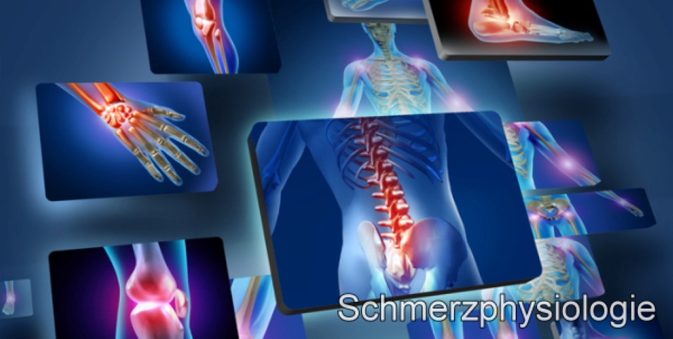 Mehr Informationen zu "Schmerzphysiologie"