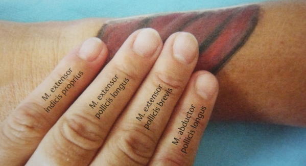 Hand Anatomie in Vivo